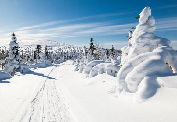 Lapland - Finland: Magical Christmas or New Year in the Arctic Circle